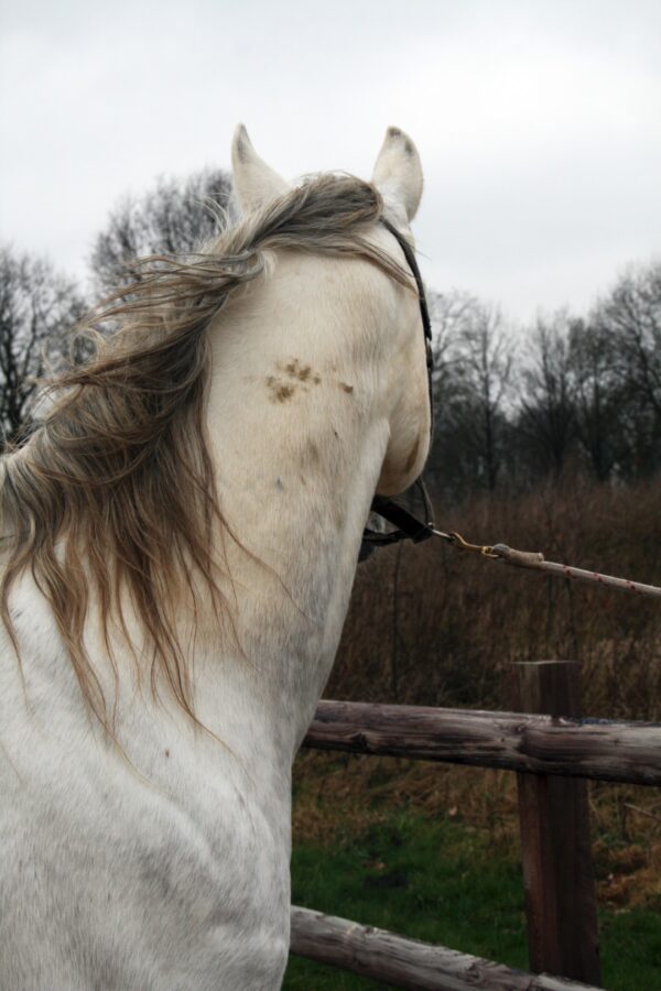 Excellent Horse Hi Gloss Clean Spray 500 ml