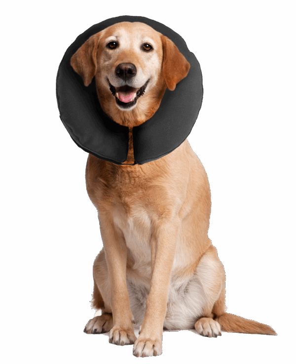 Zenpet ProCollar Hondenkraag M