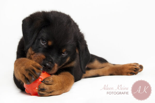 302009 Jolly Jumper Ball 7,5 cm Oranje