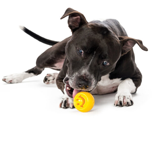 302044 Outward Hound Orbee-Tuff Nooks-Face Yellow Planet Dog