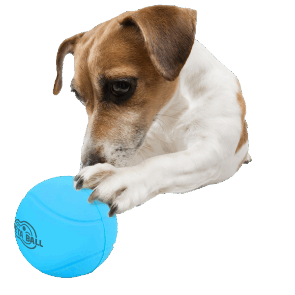 302620 AFP Meta Ball - Bounce & Rattle Ball