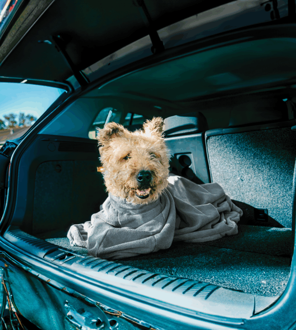 302703 Royal Dry Doggybag XS