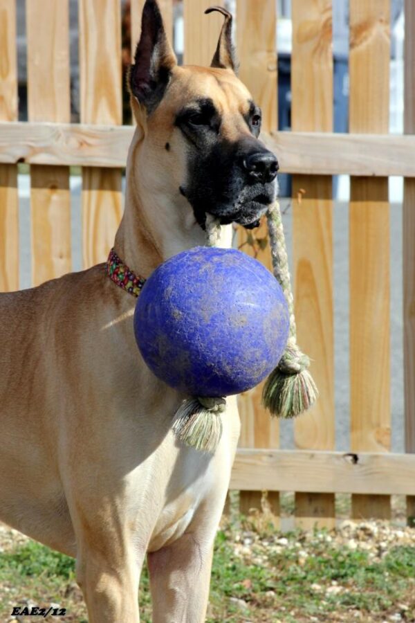 303020 Jolly Ball Romp-n-Roll 10 cm Rood