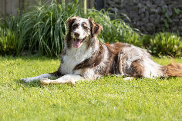 303199 Koko Coffee Bones 24 cm