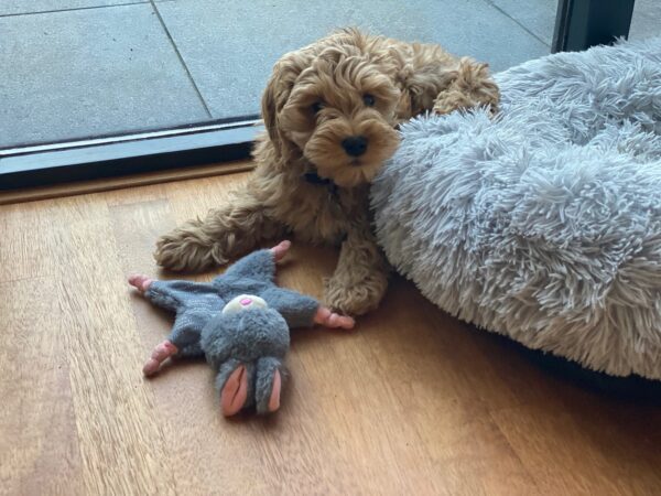 303242 Bunny Puppy Crunchy Knot