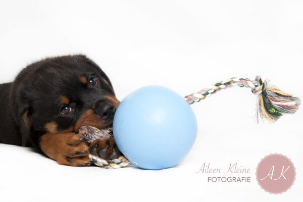 303349 Jolly Ball Romp-n-Roll 15cm Baby Blauw (Bosbessengeur)