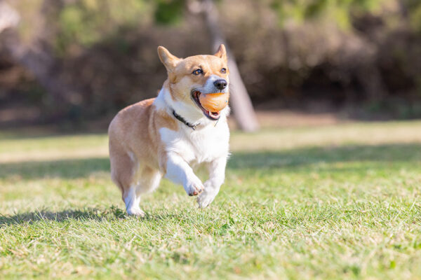 303755 Chuckit Birthday fetch ball md 1pk