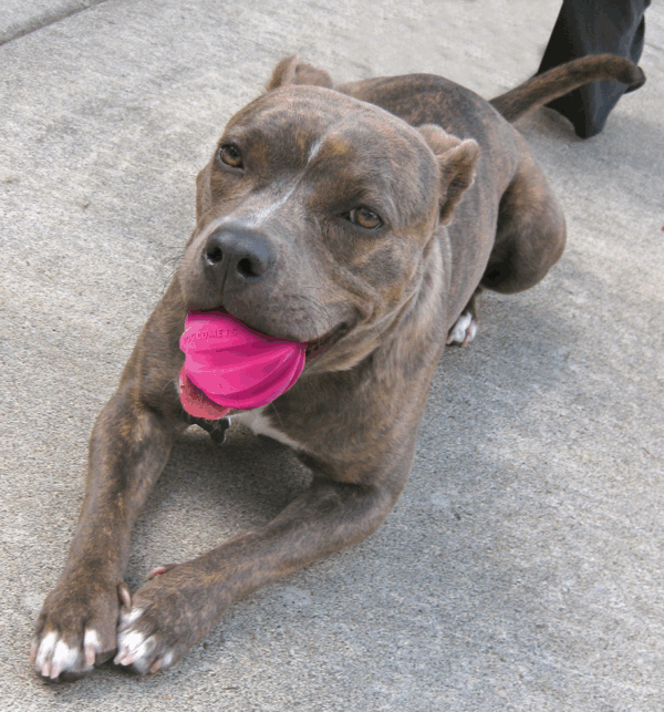 303876 Dog Comets Ball Meteorite Roze