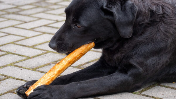 304627 Luna’s Choice Collagen Stick Salmon Small