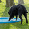 304697 CoolPets Splash Pool Sproeier