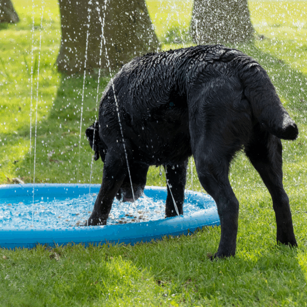 304697 CoolPets Splash Pool Sproeier