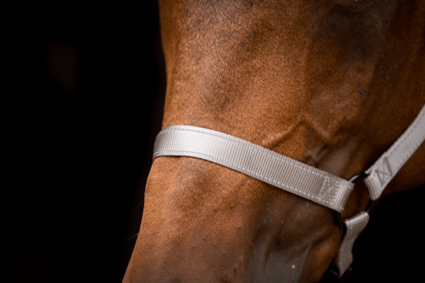 304737 Excellent Horse Premium Halster XS Mini Foal Grijs