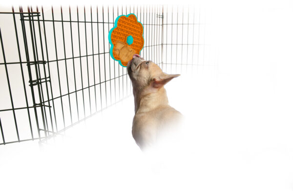 Dog in cage. Isolated background. Happy labrador lies in an iron box AFP Calming Pals- Lick a disk