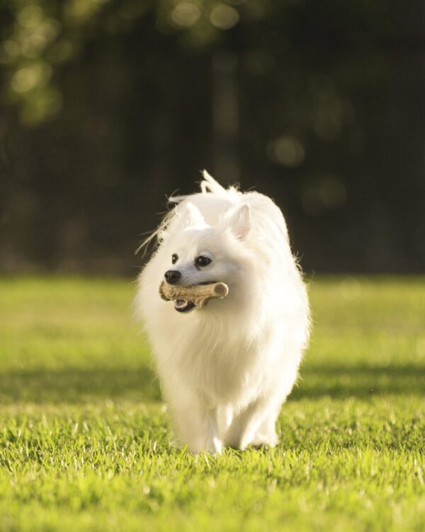 305869 Pet Qwerks Nylon Chicken Antler S 11 cm