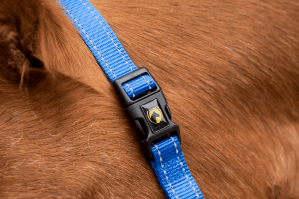 306016 Excellent Horse Essential Halster XS Mini Foal Blauw