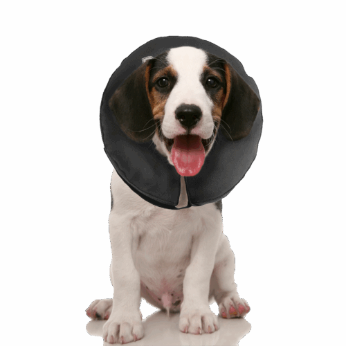 306061 Zenpet ProCollar Honden- Kattenkraag XS