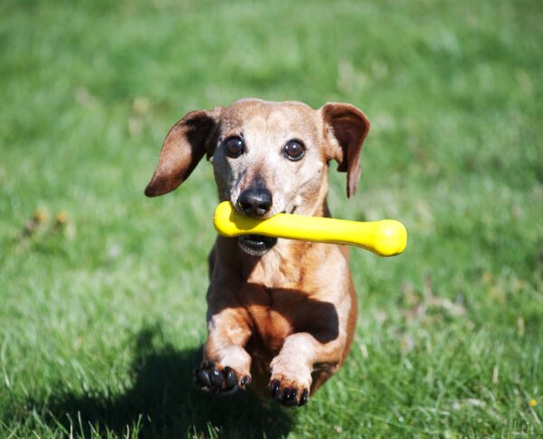 Jolly Bone TPE S/M 16 cm Geel