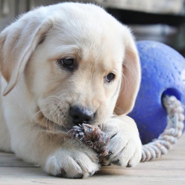 306123 Jolly Ball Romp-n-Roll 10 cm Blauw