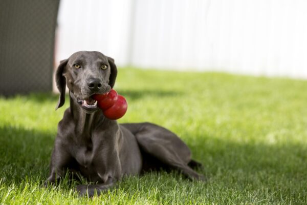 306139 KONG Classic M 8,8 cm