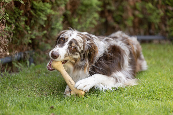 306168 Koko Coffee Bones 24 cm