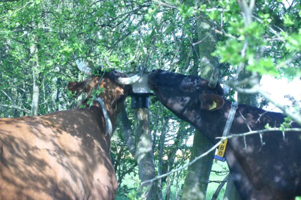 306313 Liksteenhouder voor op Paal KS voor 10 kg