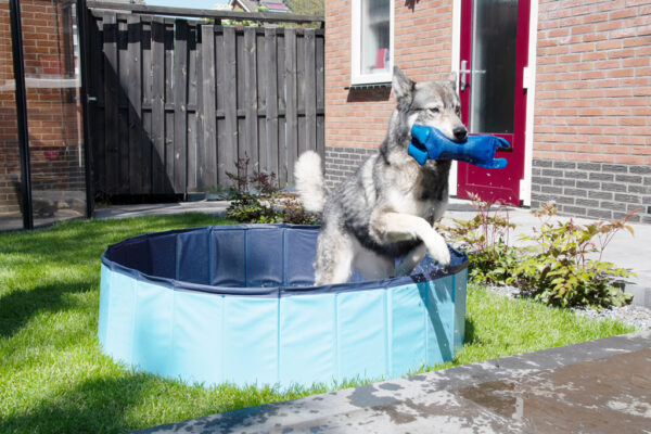 306338 CoolPets Zwembad 80x20