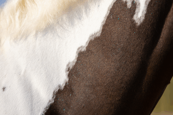 306453 Excellent Horse Hi Gloss Glitter Spray Silver 250 ml