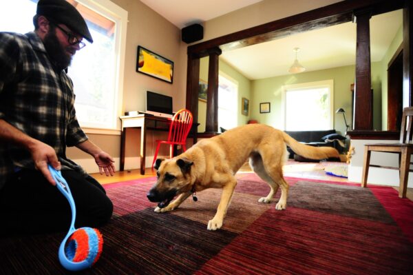 306673 Chuckit Indoor Roller 12 cm