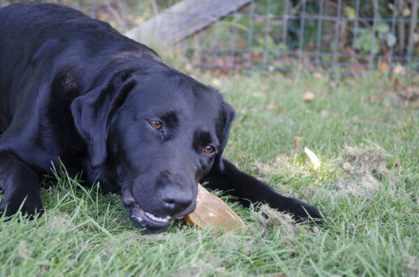 306678 Dental Ears Small 12st