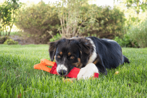 306801 Hozies Trixy Trumpet Small