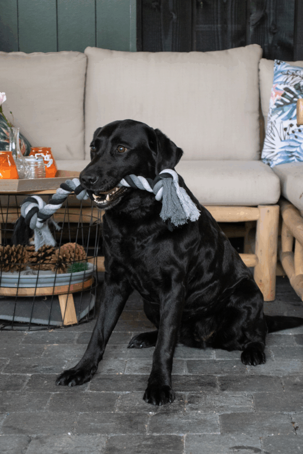 307092 Floss Toss Dental Rope 3 Knot 55 cm