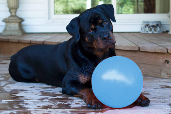 307285 Jolly Ball Bounce-n Play 20cm Baby Blauw (Bosbessengeur)