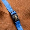307412 Excellent Horse Superior Halster XS Mini Foal Blauw