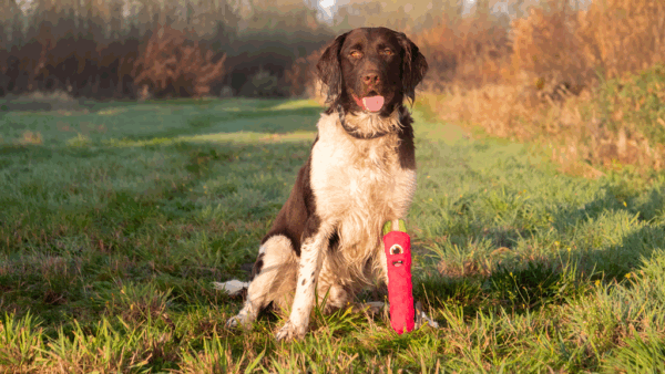 308116 Dog Comets Invaders Roze M