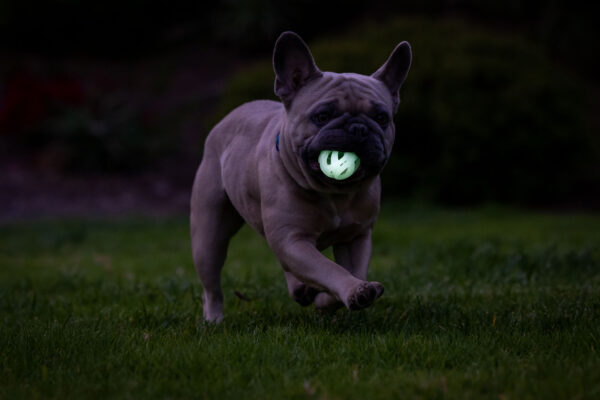 308167 Chuckit Max glow air fetch ball S 2pk