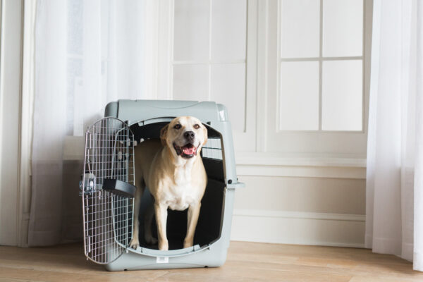 Petmate Sky Kennel 25-30LBS