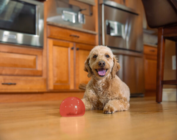 308387 Outward Hound Orbee-Tuff Snoop Orange Planet Dog