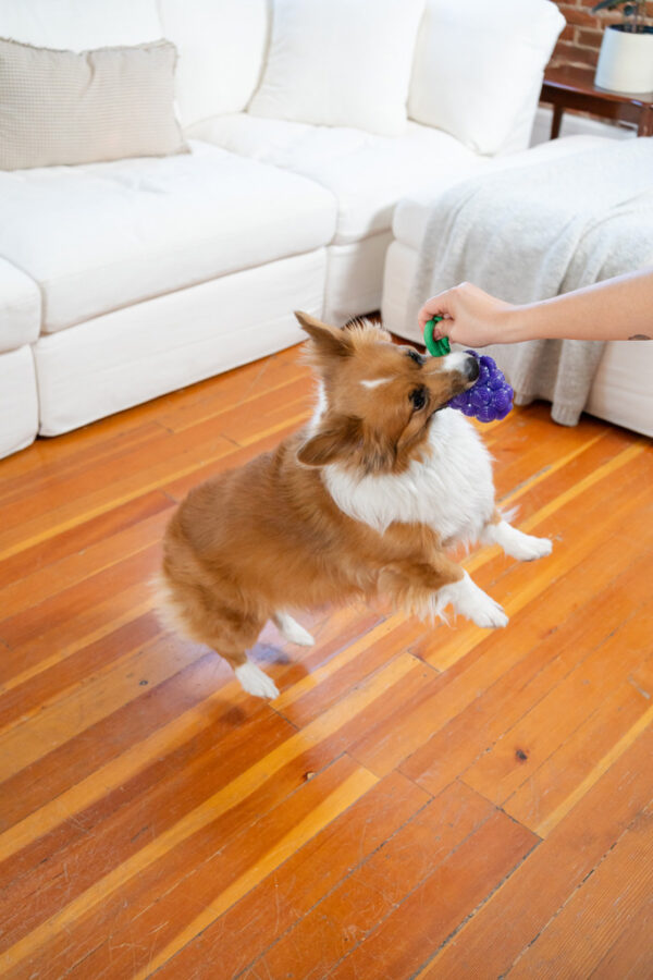 308410 Outward Dental Grapes TNT Prp MD