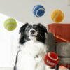 KONG Sport Softies Ball Assorted Bulk Md