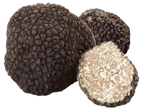 SwissCowers Cheese Bars Truffle S