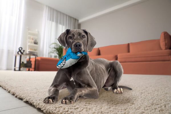 Living room interior with stylish furniture, focus on soft carpet KONG Maxx Shark Md