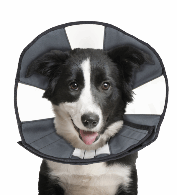 93097 Zenpet Procone L