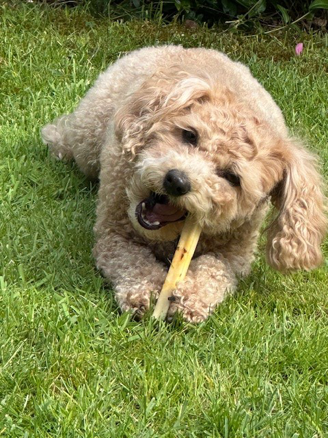 SwissCowers Cheese Bars Truffle S